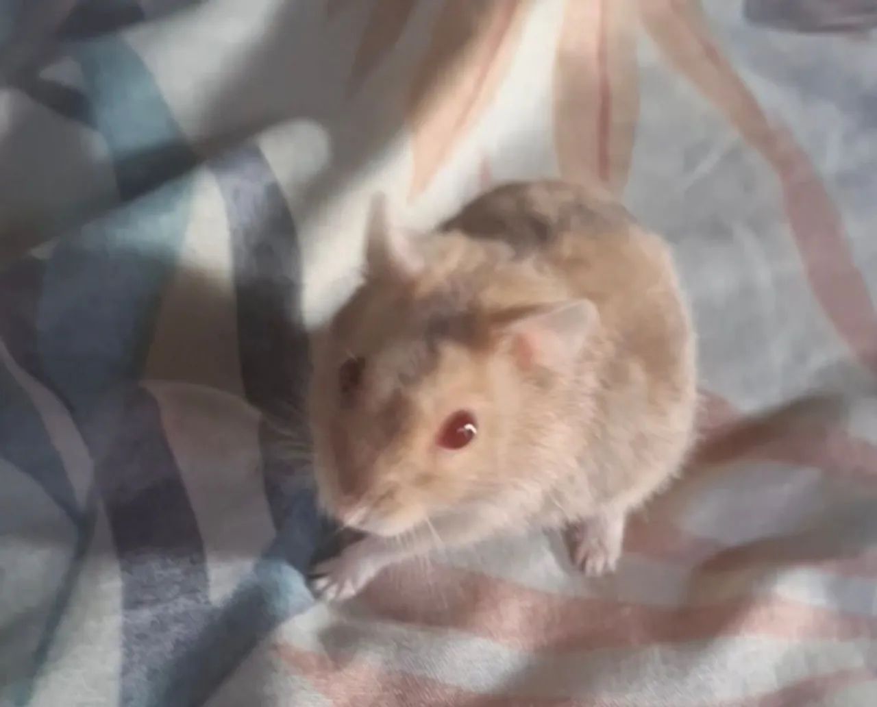 Hamster anão russo  - Foto 3