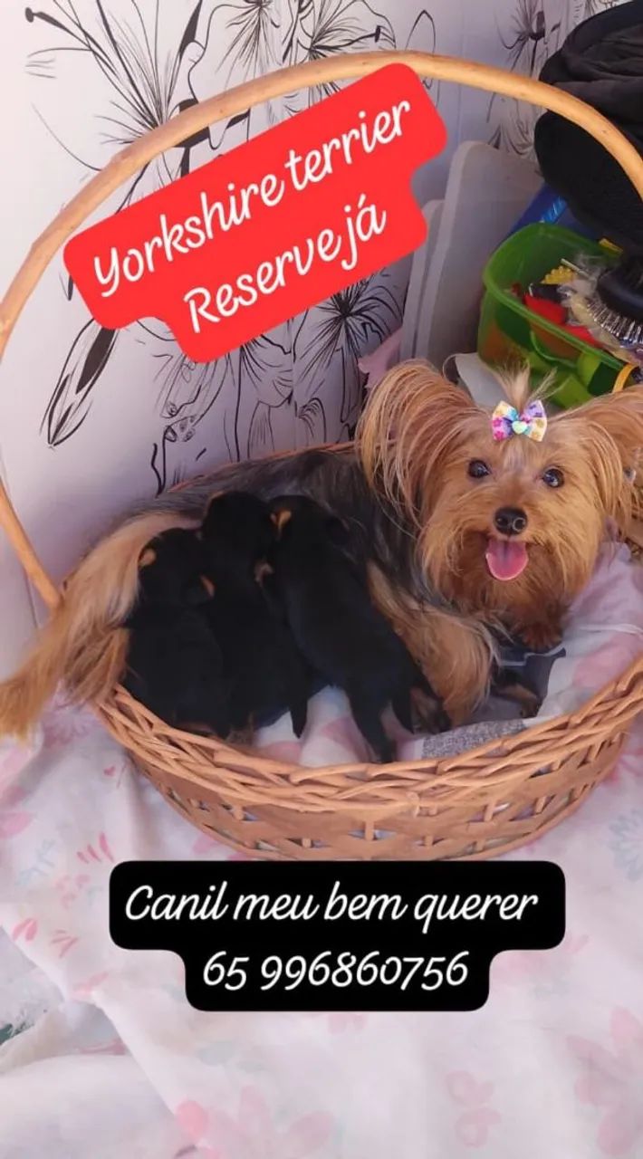 Yorkshire terrier - Foto 2