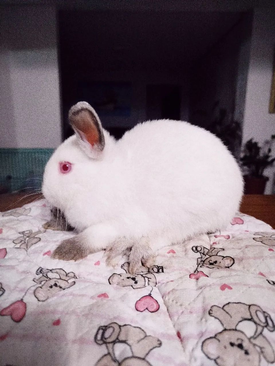 Filhotes Coelhos Anão  Netherland - Foto 2