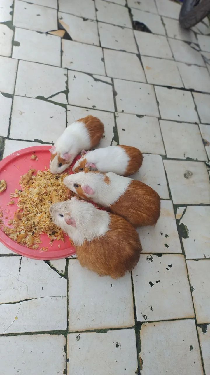 Porquinho da índia  - Foto 2