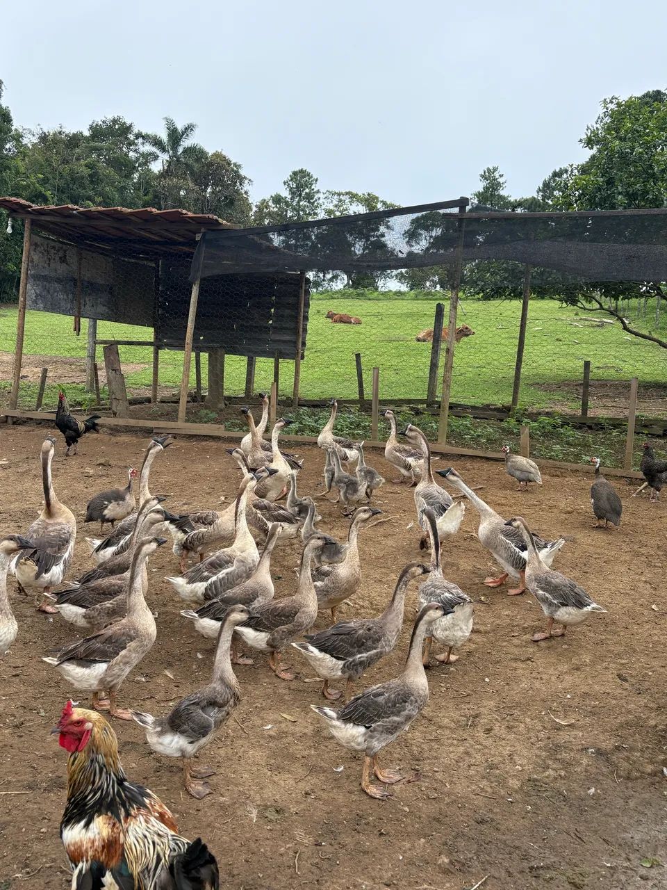 Ganso africano  - Foto 4