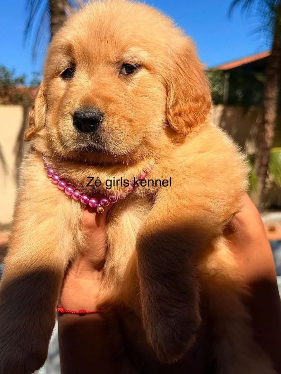 Golden retriever - Foto 2