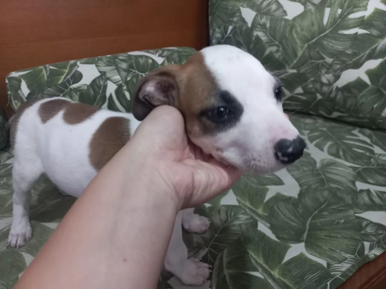 Doa- se cachorrinho macho  - Foto 5