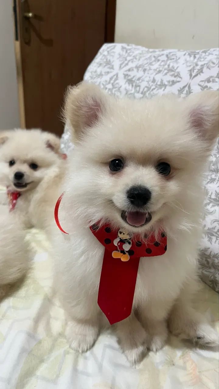 Vende-se Spitz Alemão 