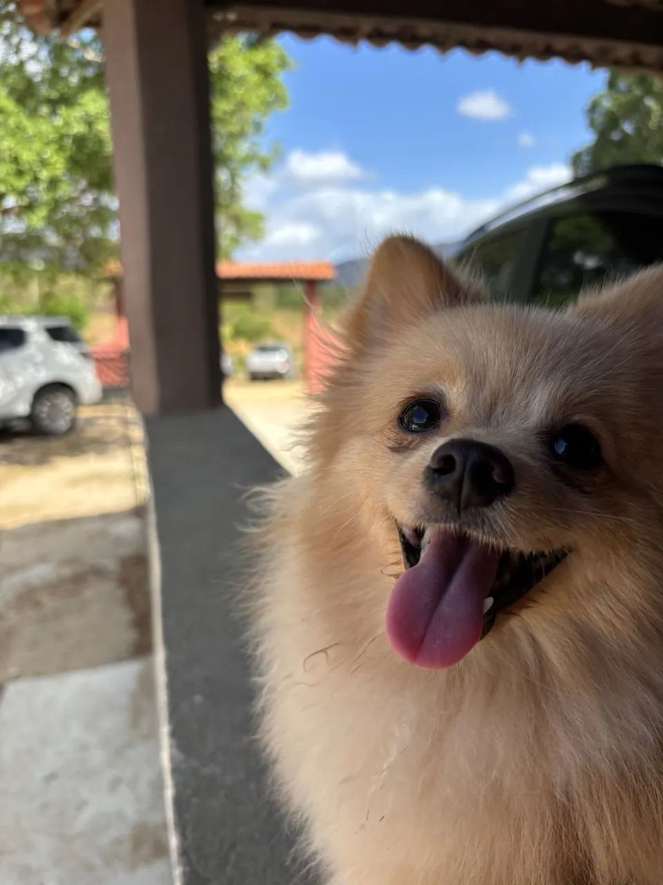 doando lulu da pomerania femea