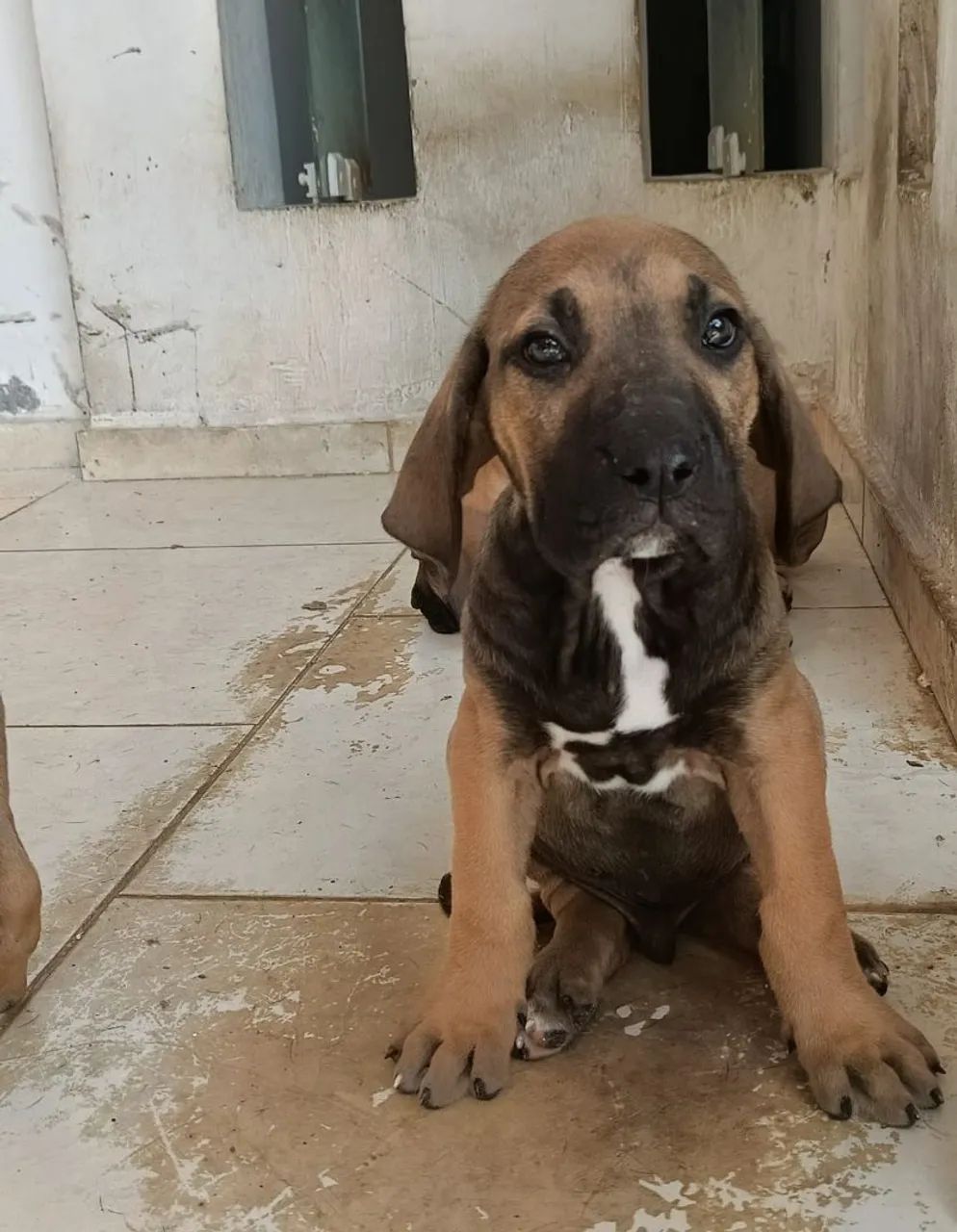 Fila brasileiro 
