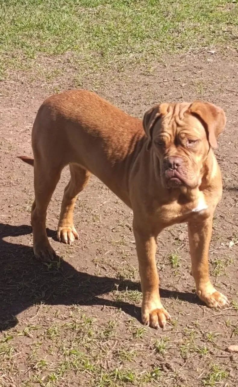 Dogue Do Bordeaux  - Foto 4
