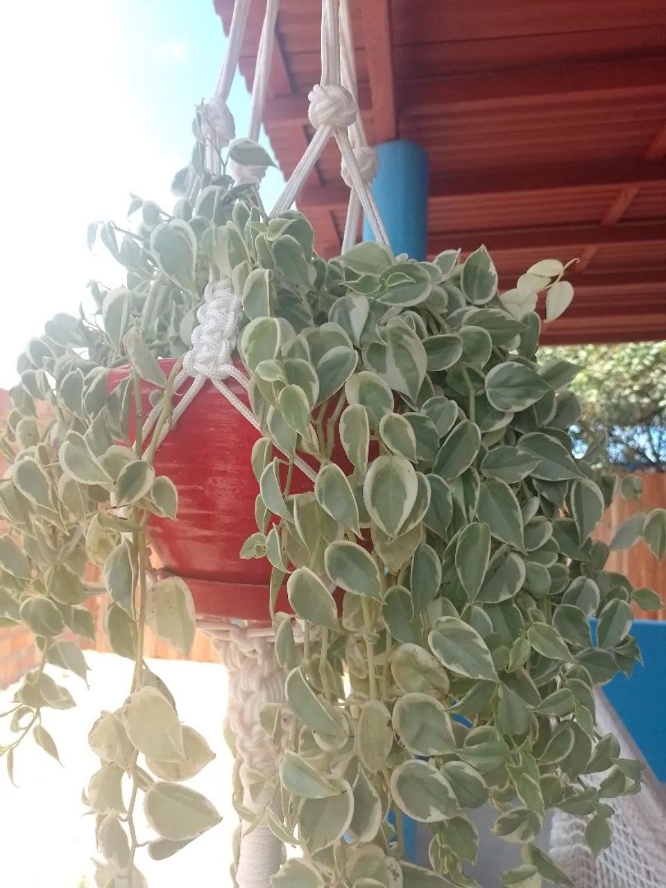 Plantas diversas  - Foto 4