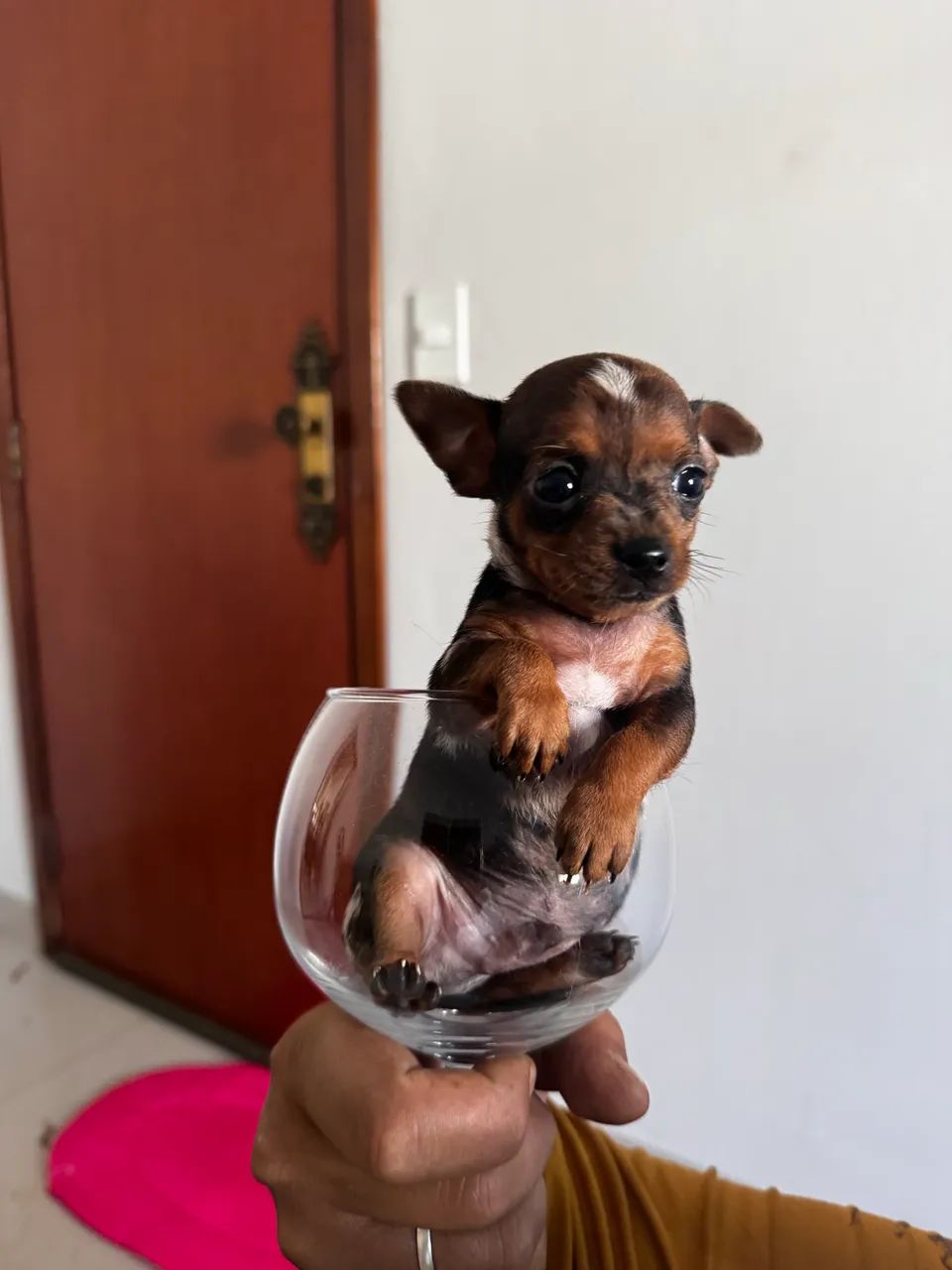PINSCHER 0 EXÓTICOS  - Foto 3