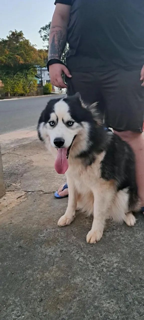 Husky Siberiano - Foto 3