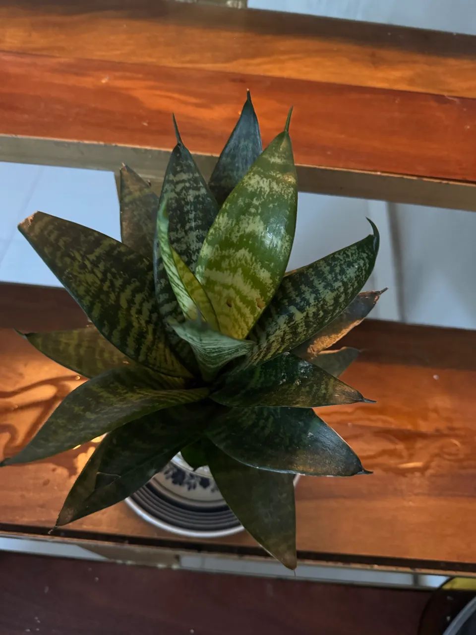 Plantas vasinhos  - Foto 5