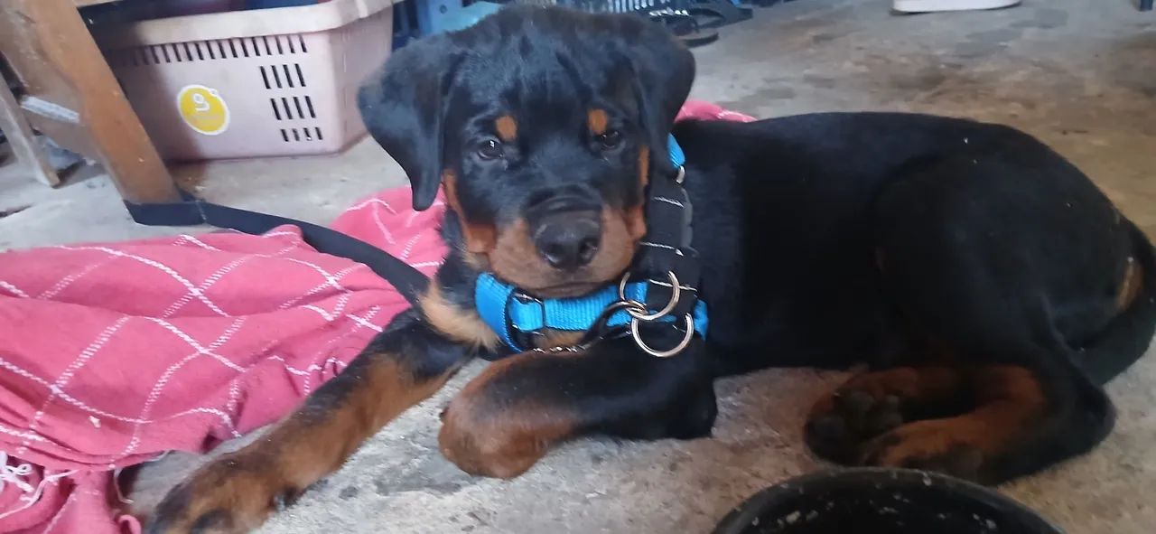 Rottweiler macho 780rs (pedigree] - Foto 2