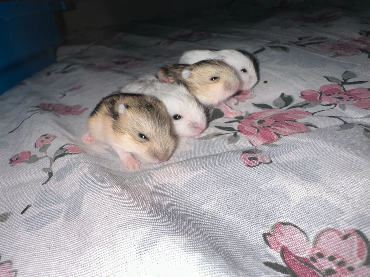 Filhotes de hamster