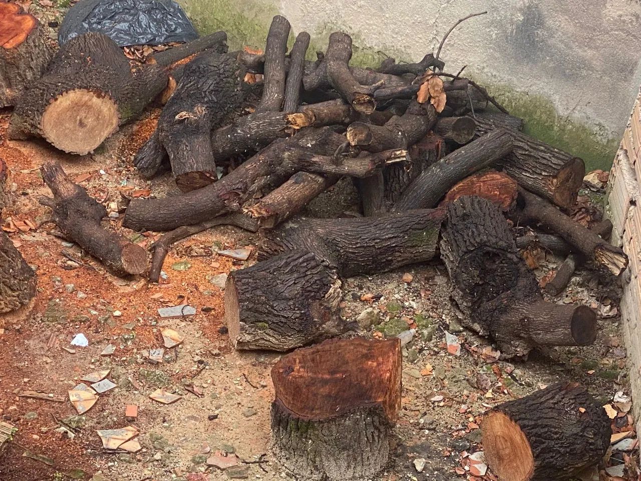 Lenha para retirada  - Foto 2