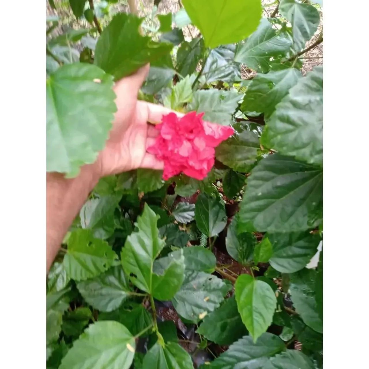 Muda de hibisco  - Foto 5