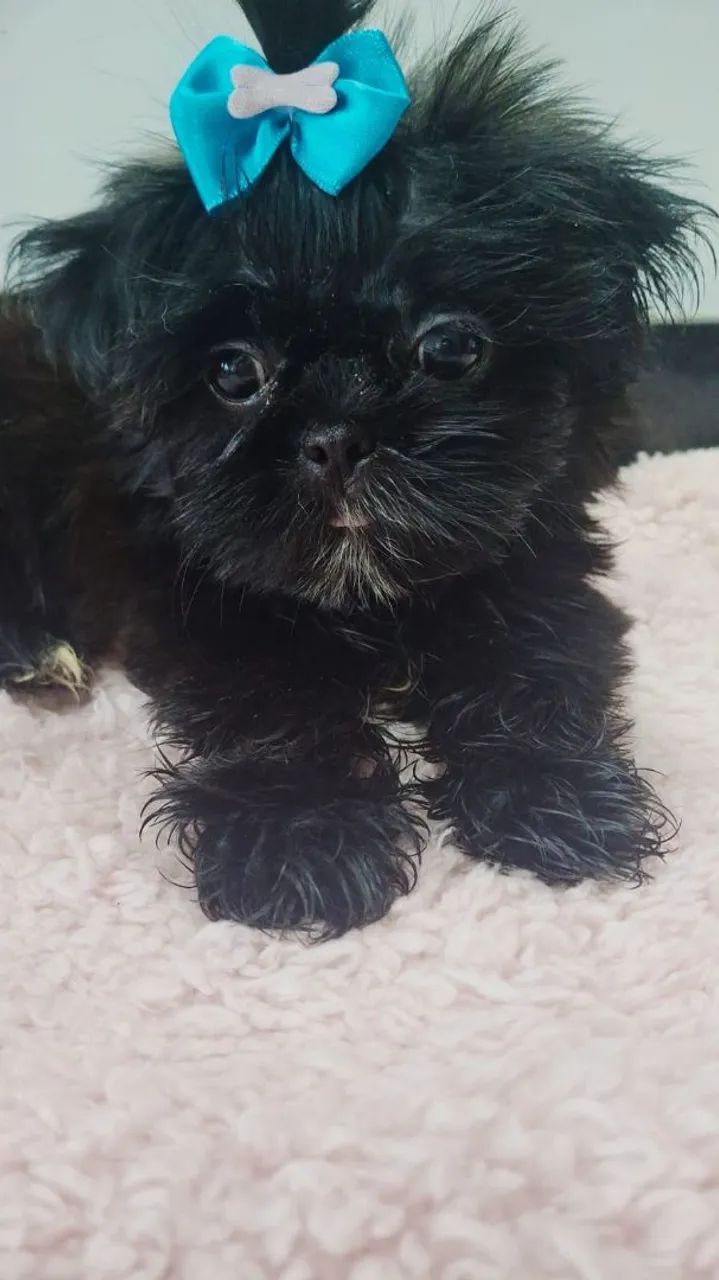 Shih Tzu Fêmea  - Foto 2