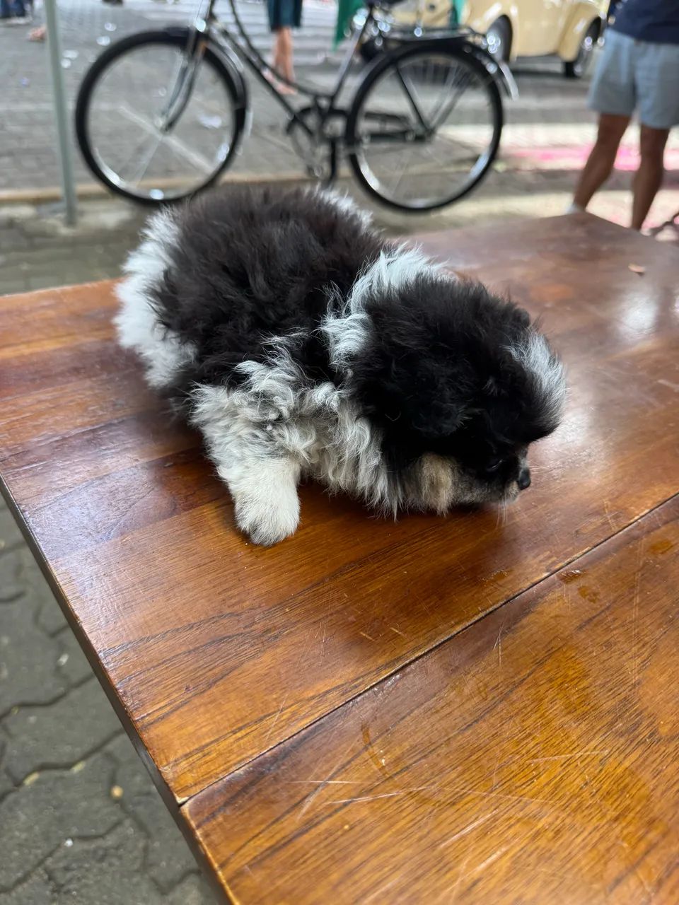 Spitz alemão  - Foto 2