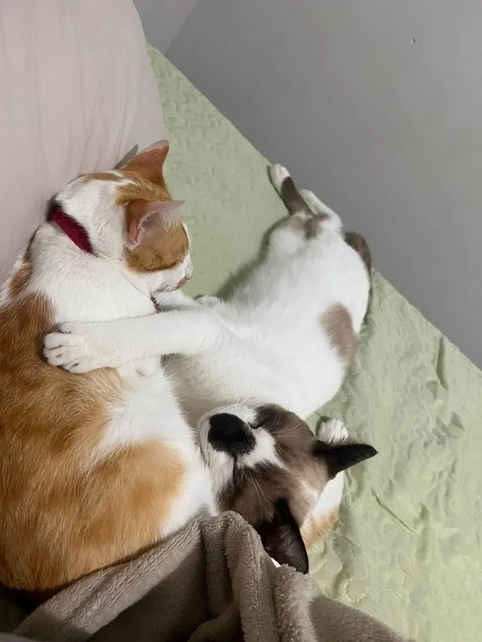 2 gatinhos macho  - Foto 4