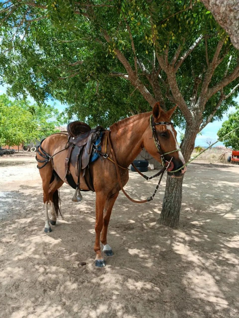 Potra Mangalarga Marchador sem RG  - Foto 4