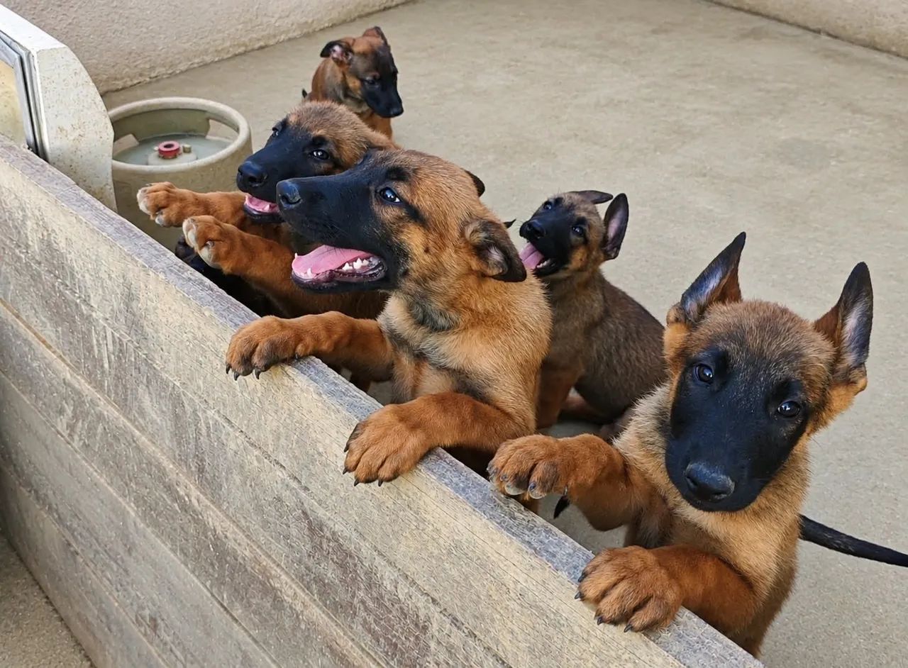 Pastor Belga Malinois - Foto 3