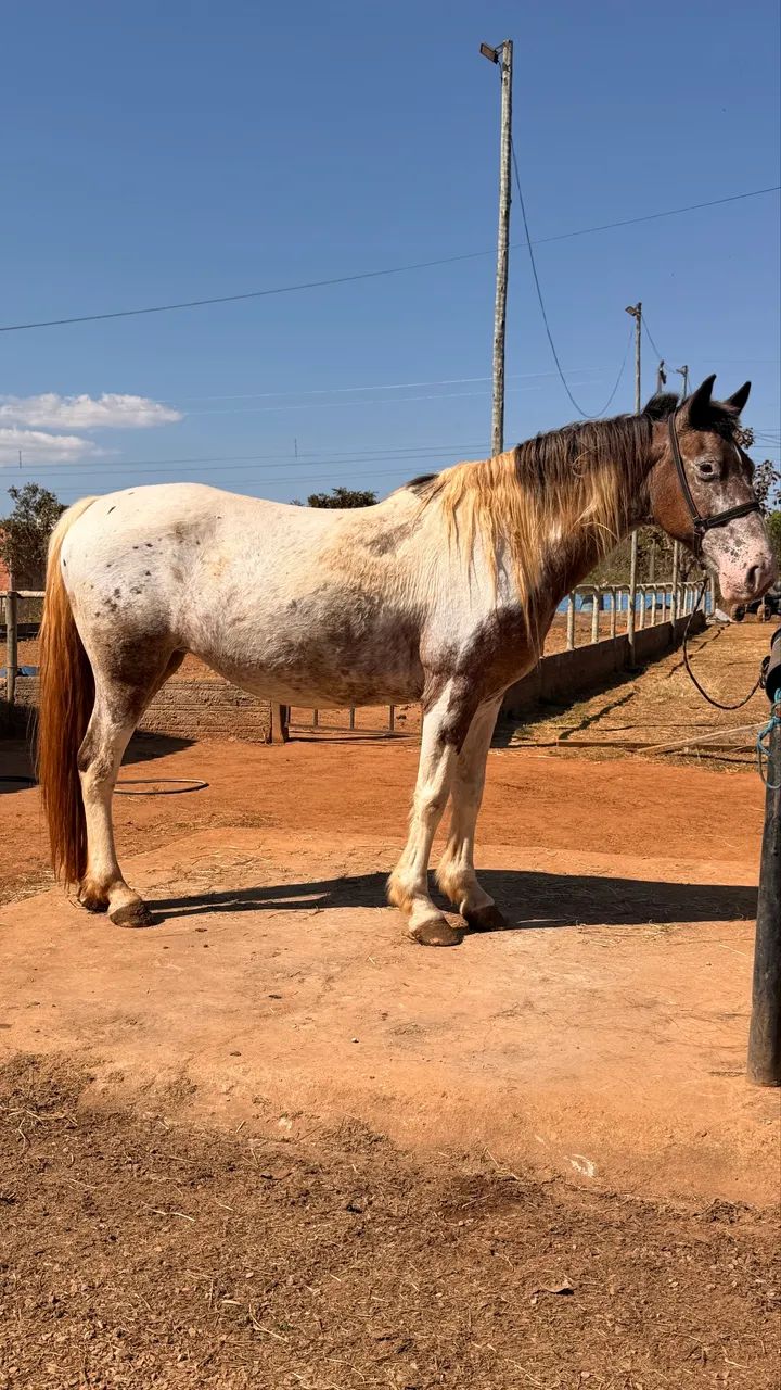 Égua Apaloosa domada 7 anos  - Foto 2