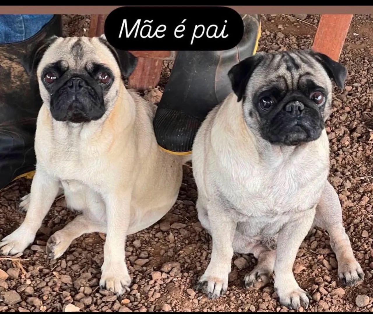 Pug abricó  - Foto 2
