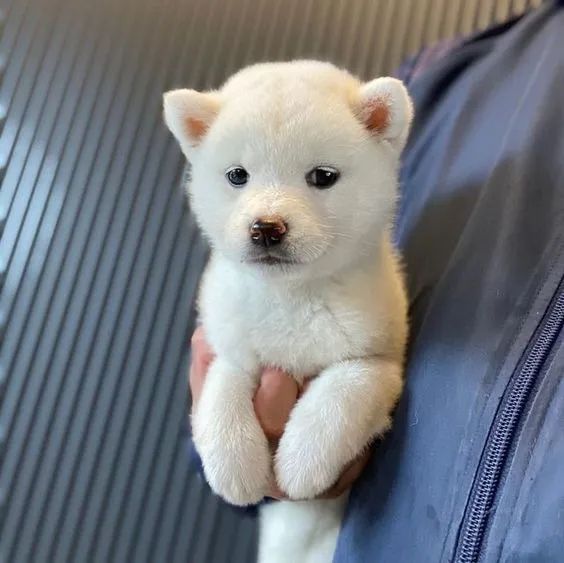 Shiba Inu 