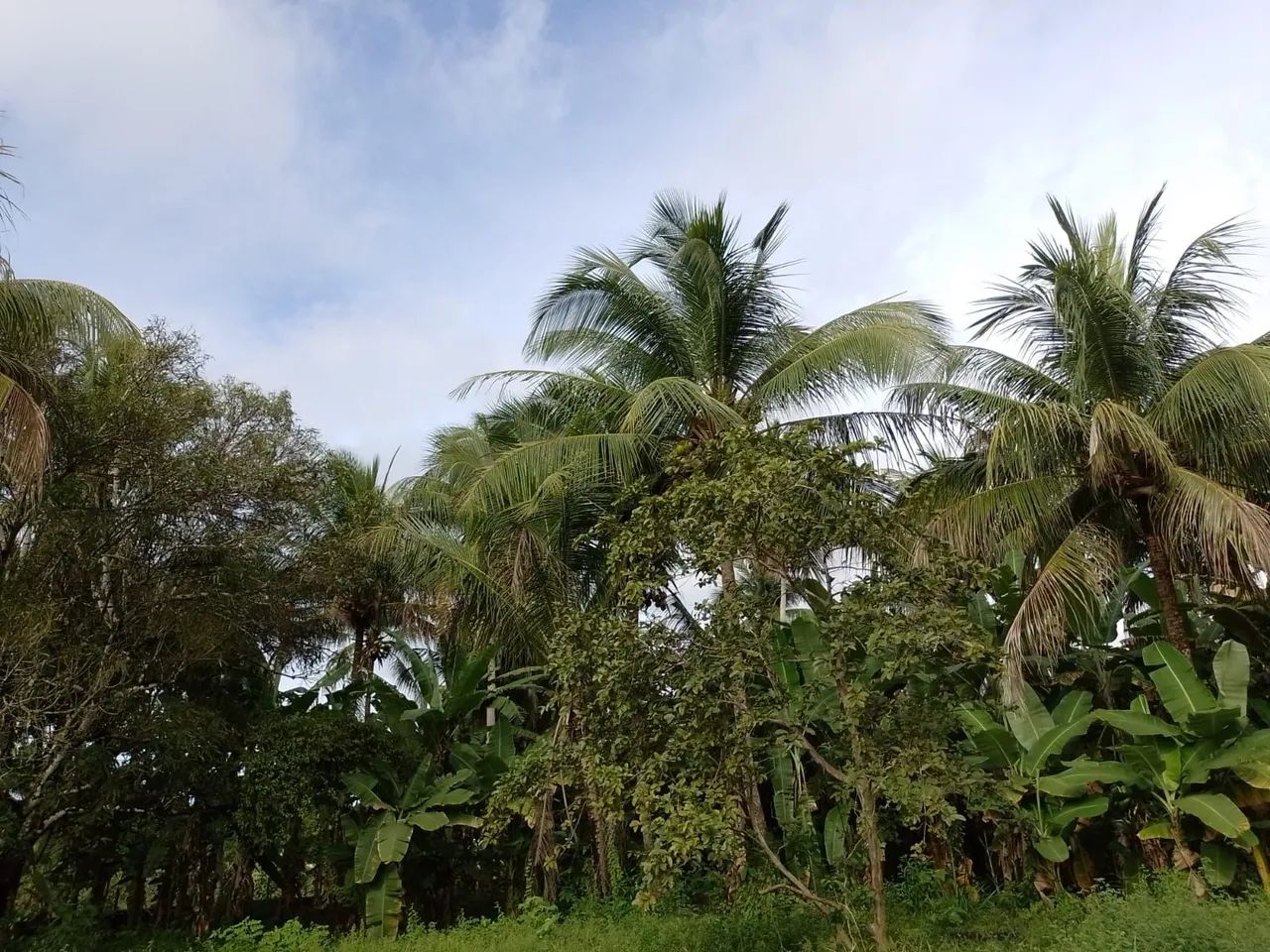 Vende-se Sítio em Siriri - Foto 3