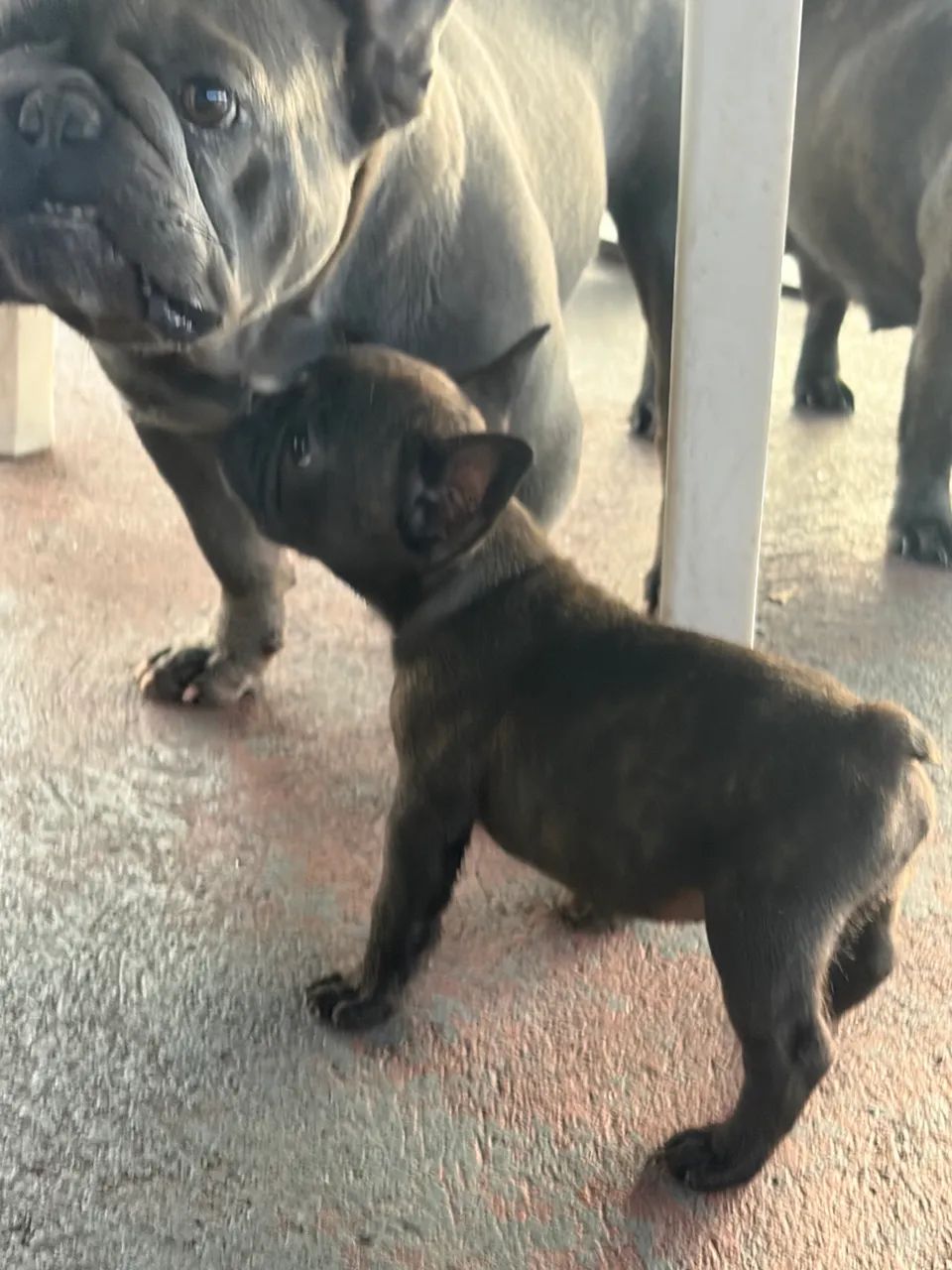 Buldogue francês  - Foto 4