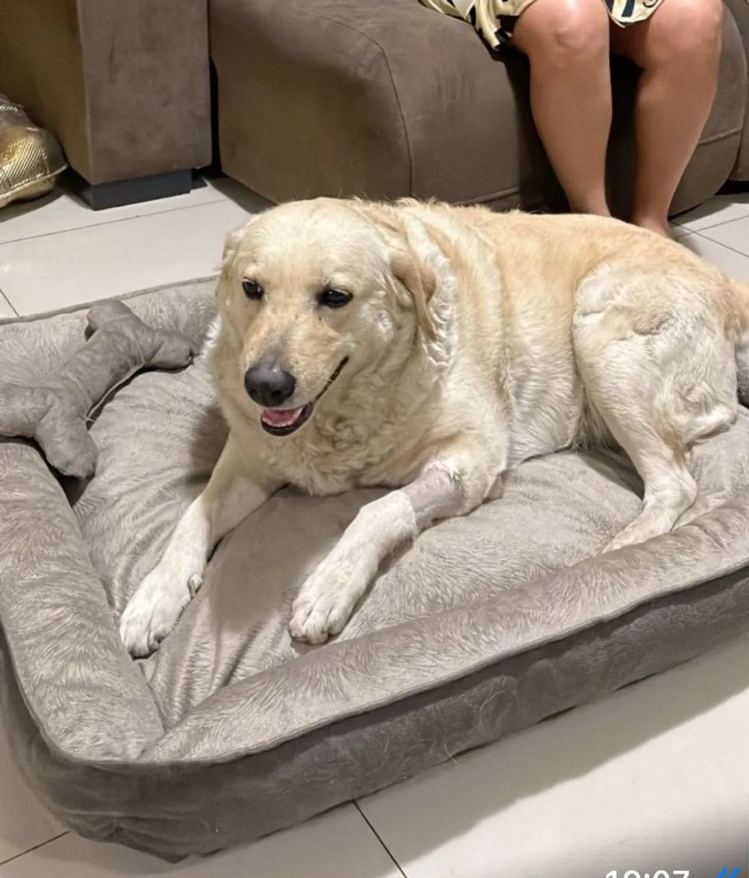 Cama Pet Premium  - Foto 4
