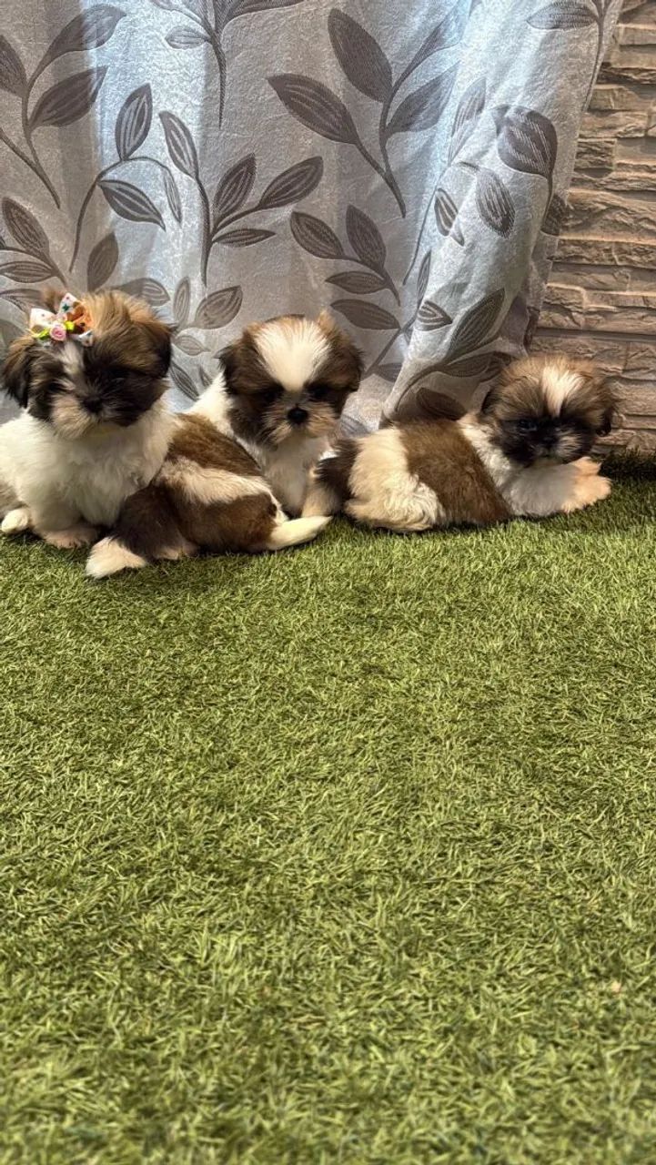 Shih Tzu adorável 