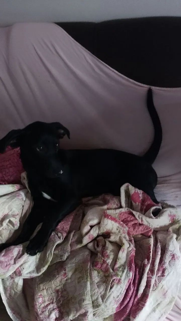 Doação de cachorra  - Foto 5