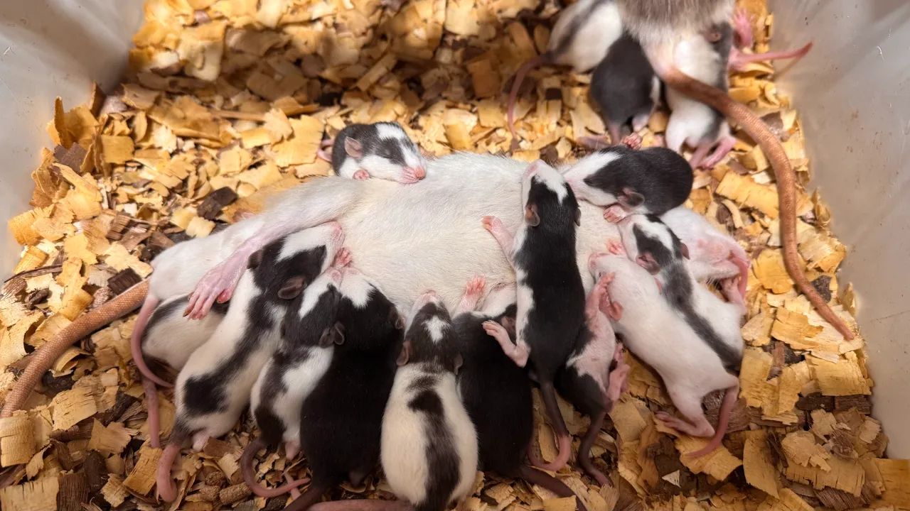 RATOS TWISTER  - Foto 6