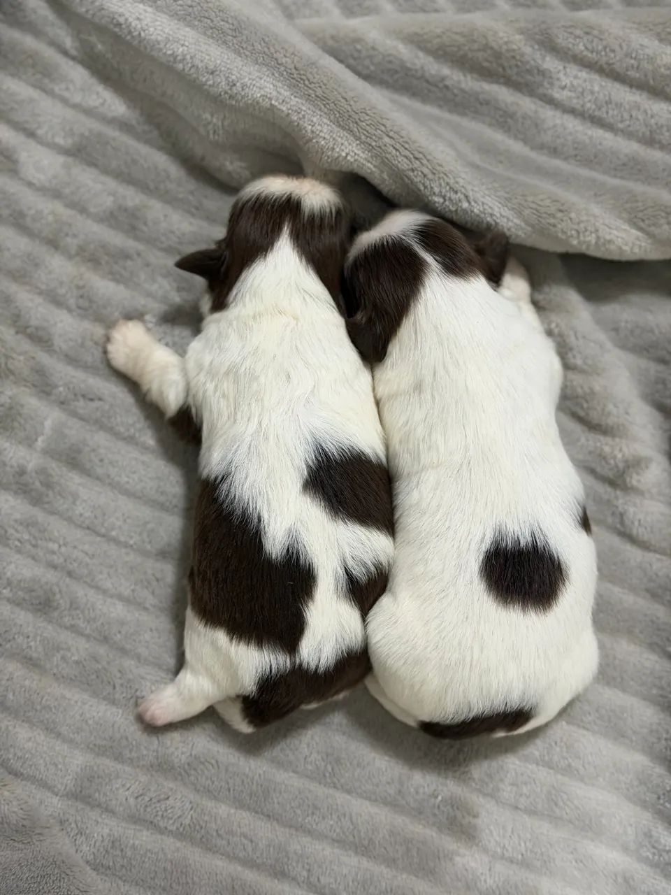 Shih tzu machos para reserva - Foto 4