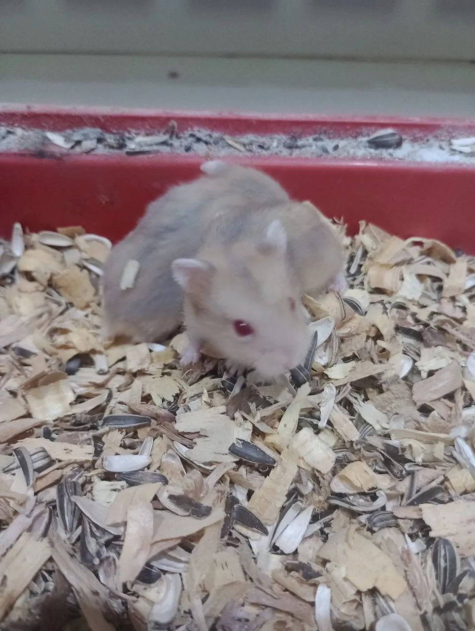 Hamster anão russo  - Foto 3
