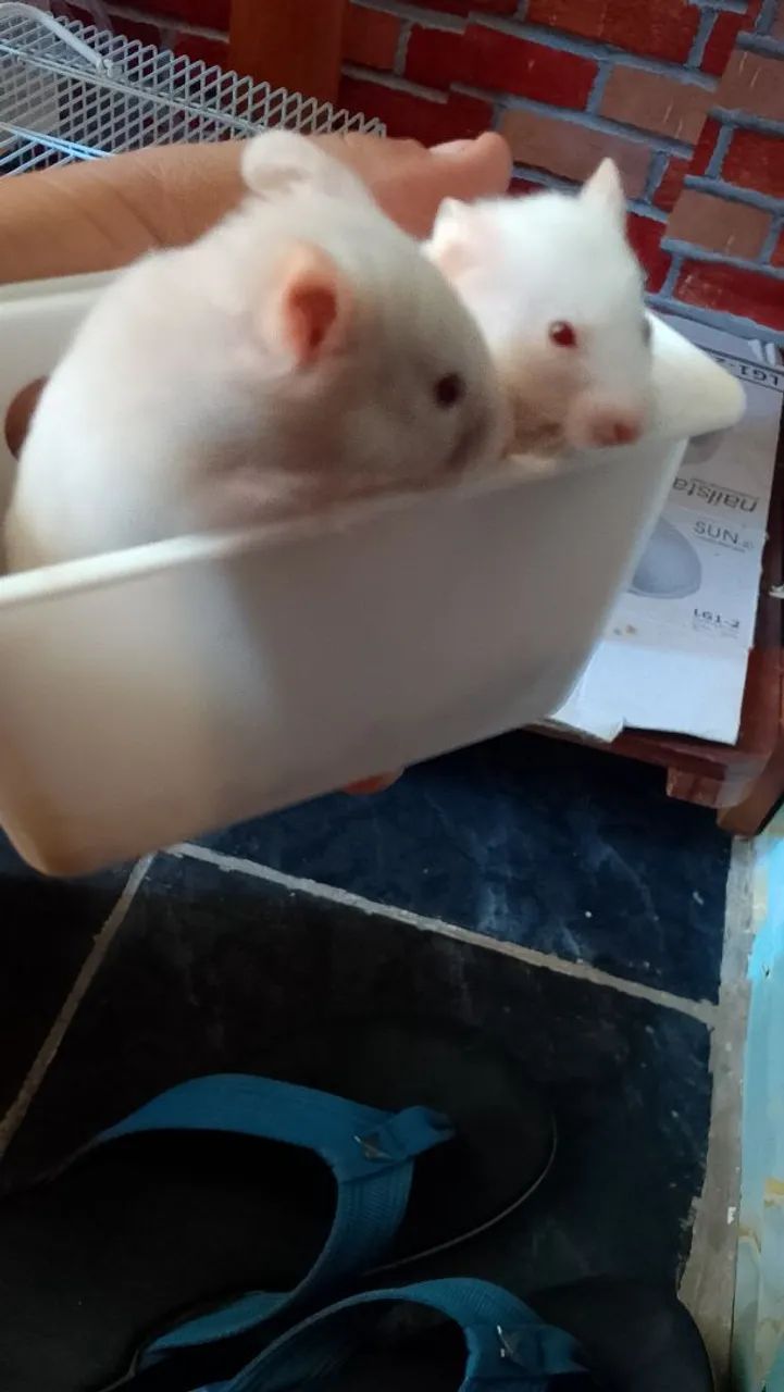 Hamister