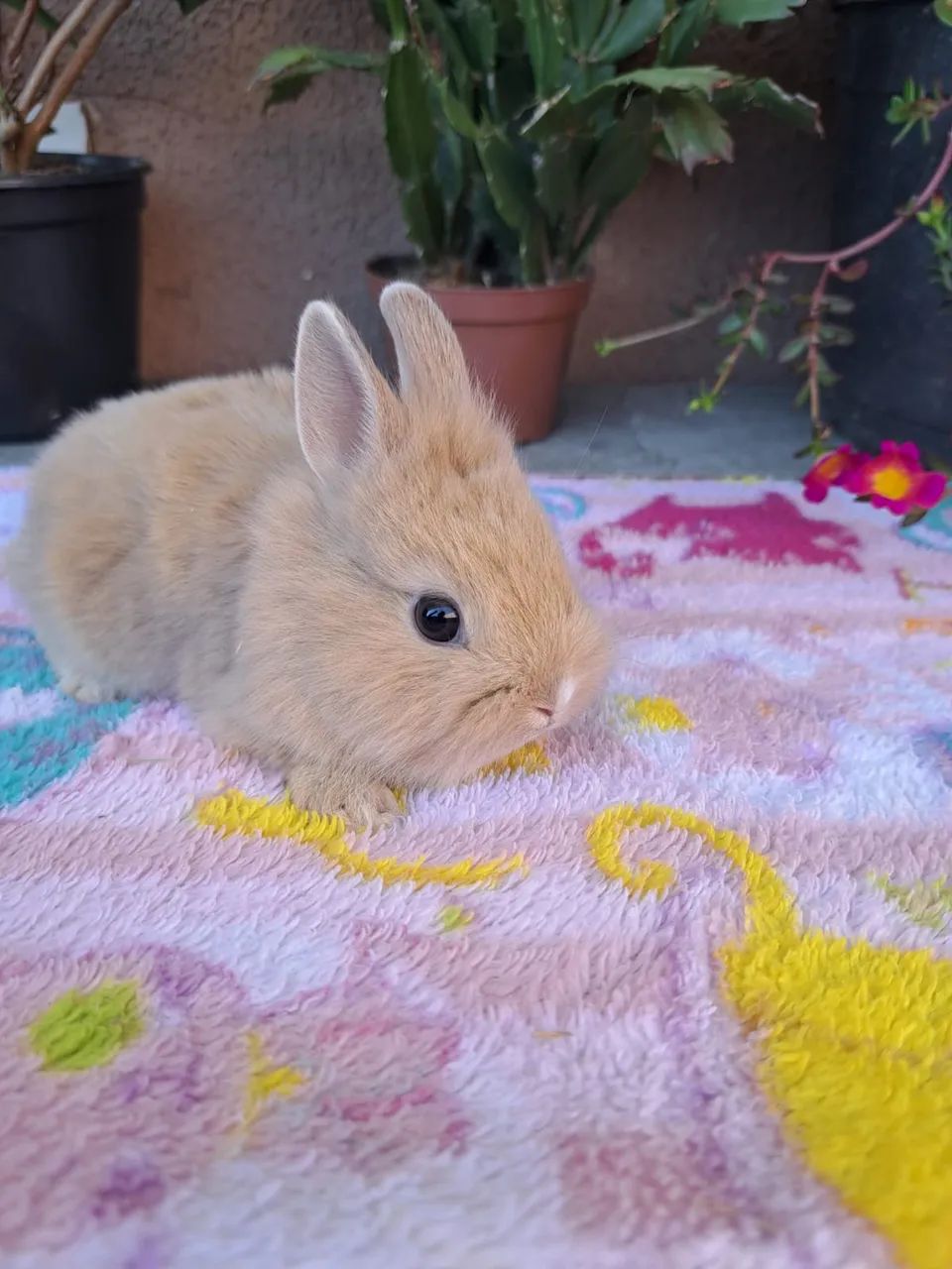 Mini coelho  - Foto 3