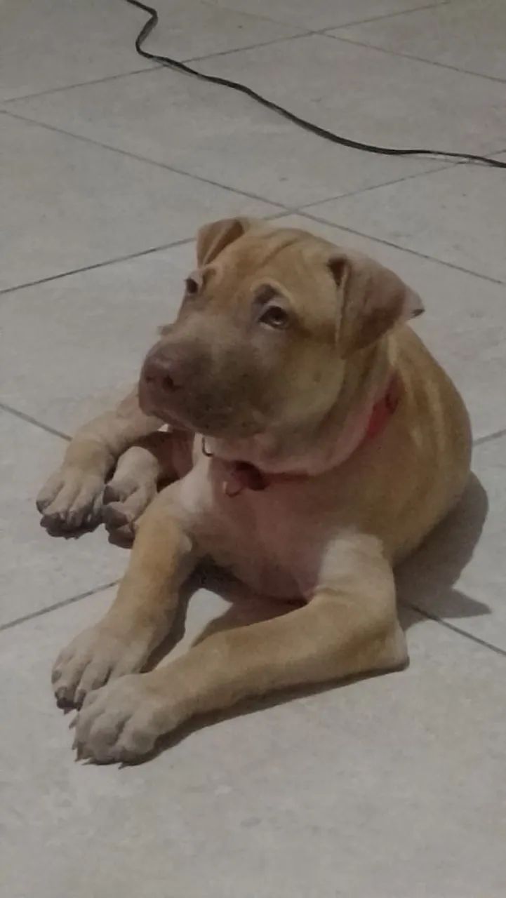 Vendo este cachorro ? Pitbull com charpei  - Foto 2