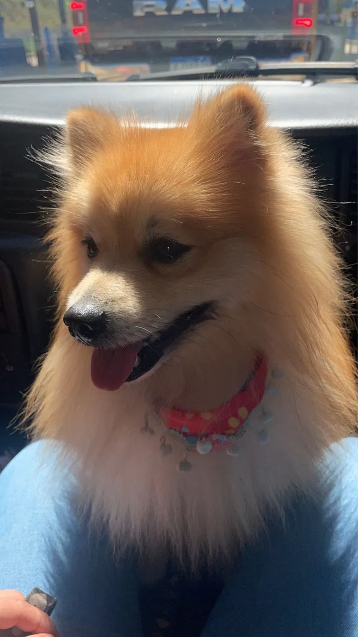 Lulu da pomerania  para cruzar - Foto 2