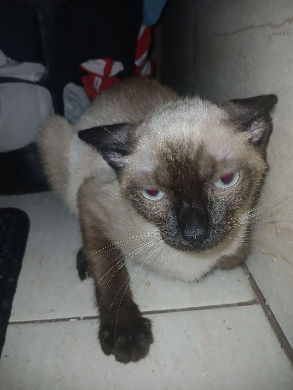Gata Doando