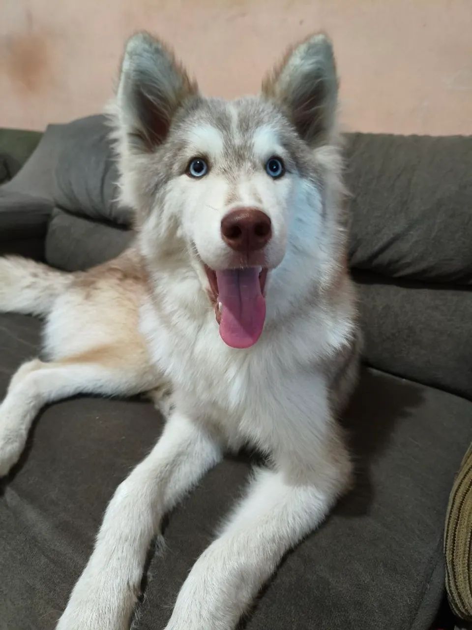 Husky siberiano  - Foto 2