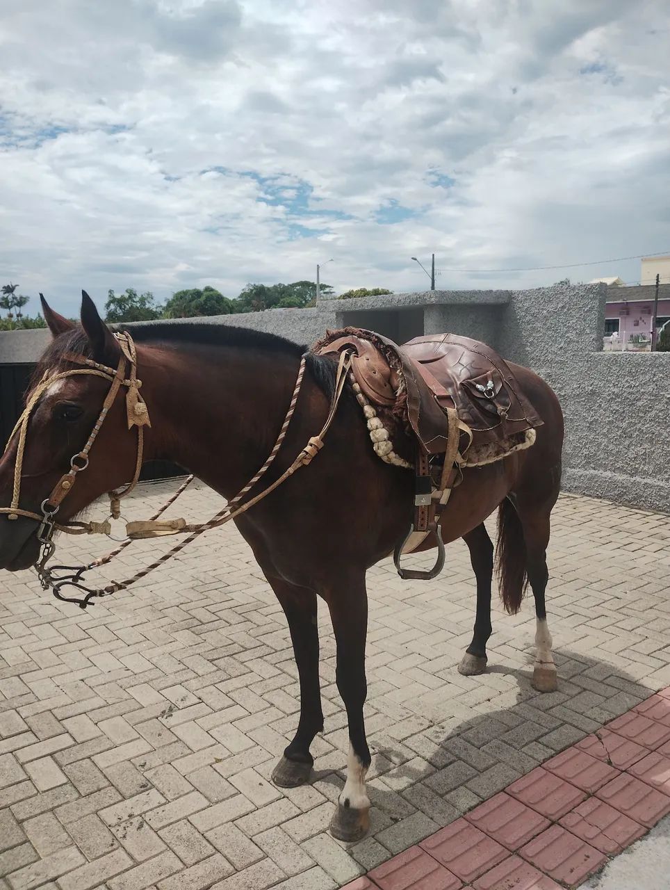 Égua crioula - Foto 4