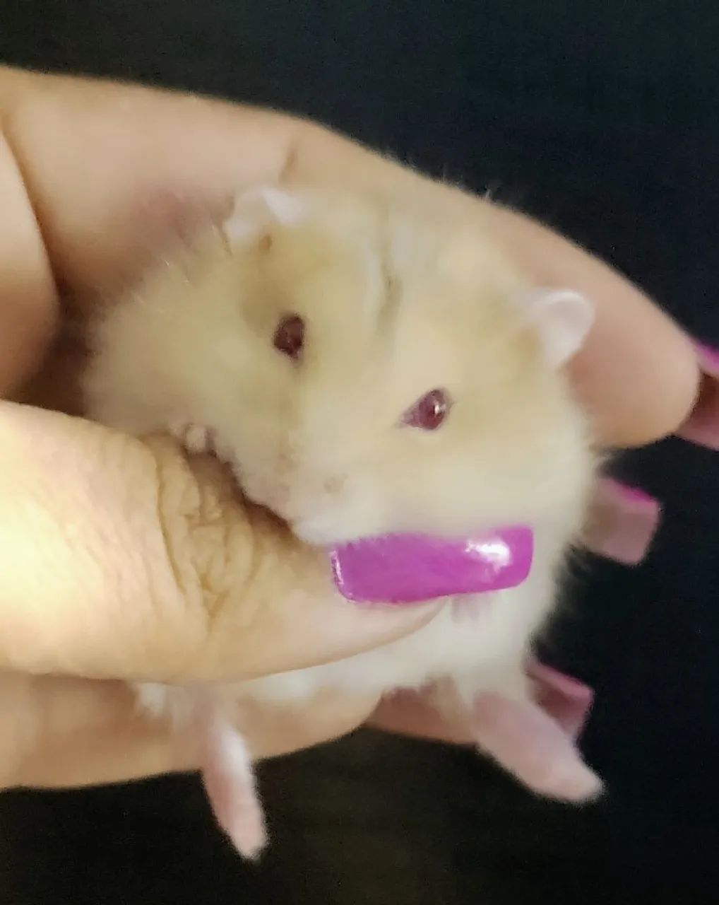 Hamster Filhotinhos 