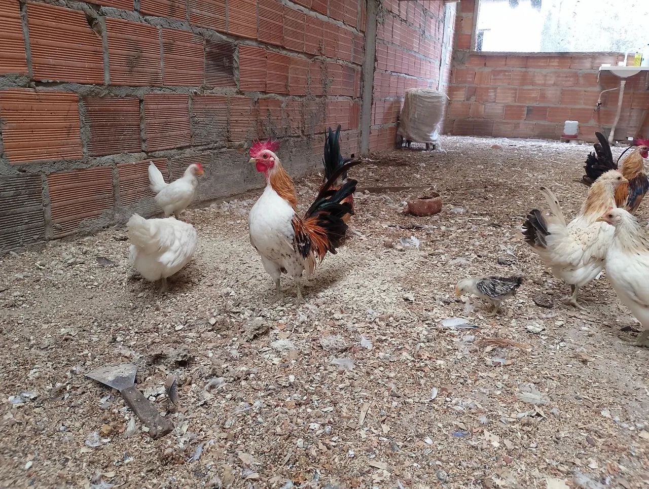 Serama o menor galo do mundo - Foto 2