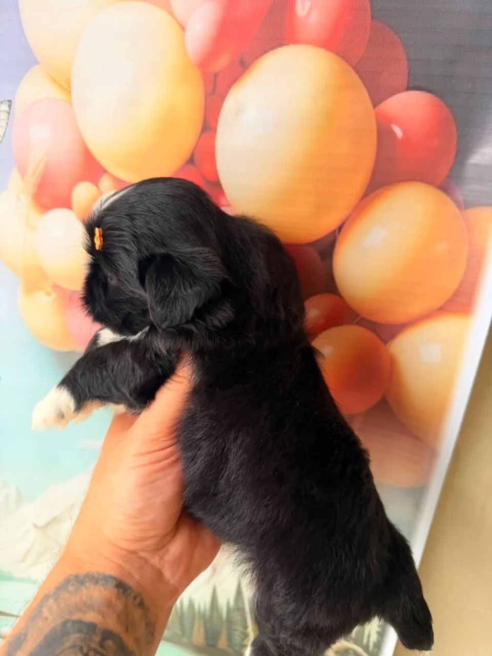 Shihtzu  - Foto 3