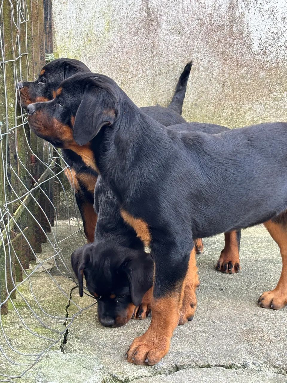 Filhotes de rottweiler com PEDIGREE 
