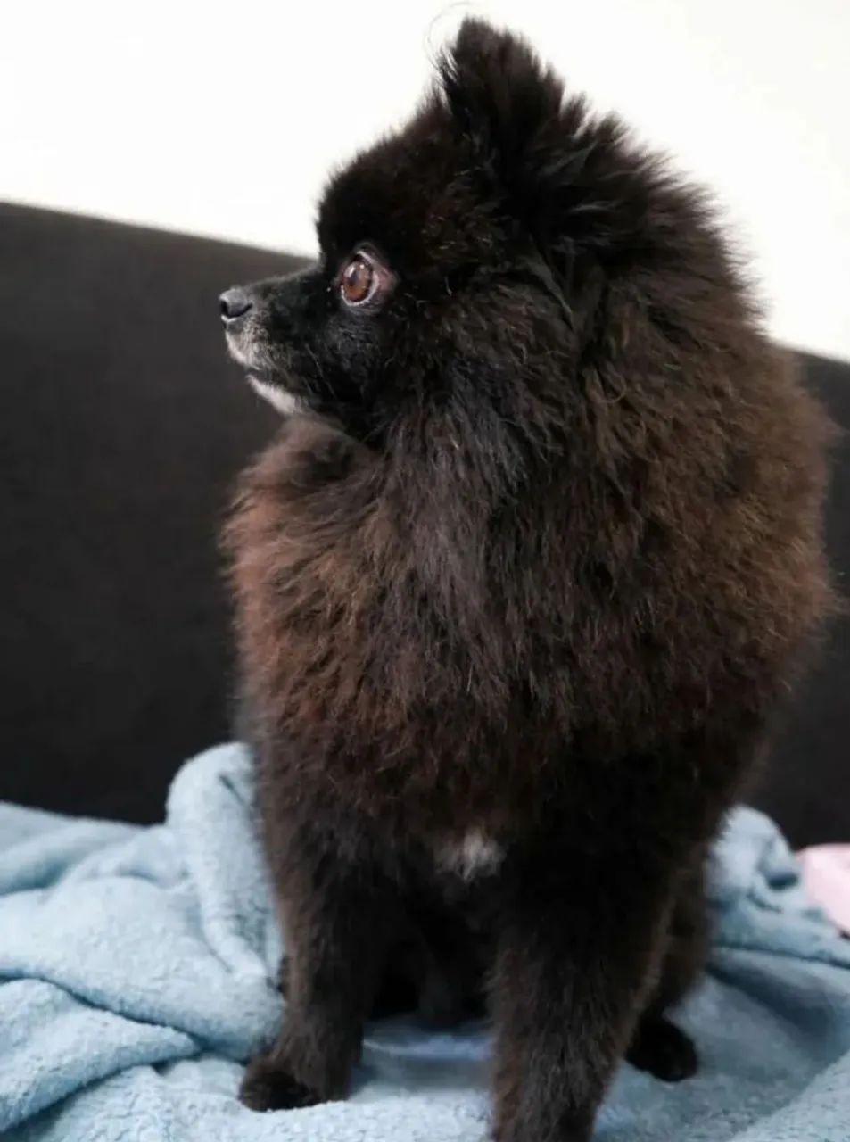 Lulu da Pomerânia macho disponível  - Foto 3