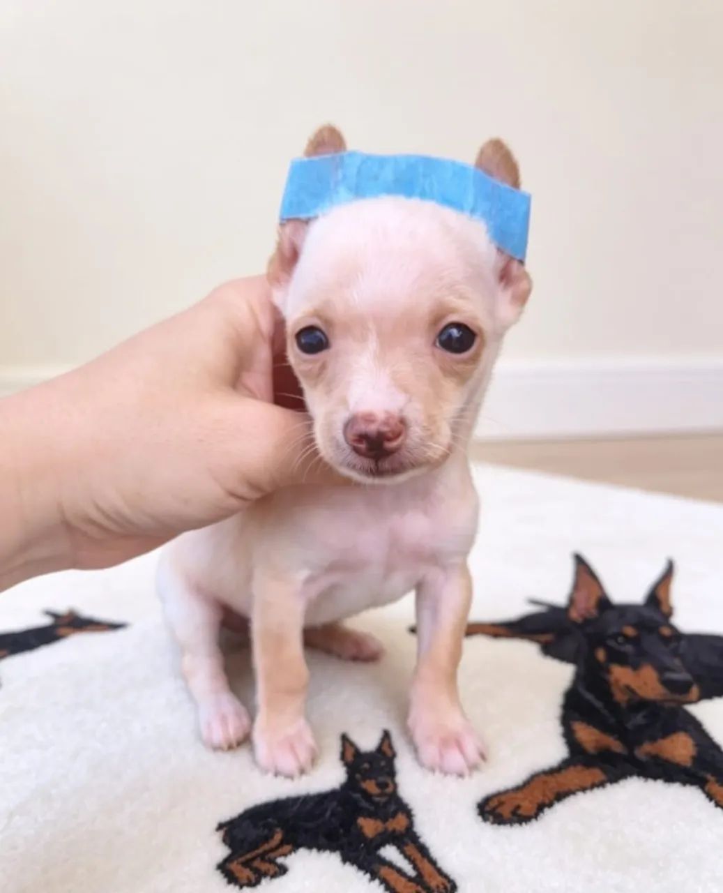 Pinscher Mini Cheios de Energia