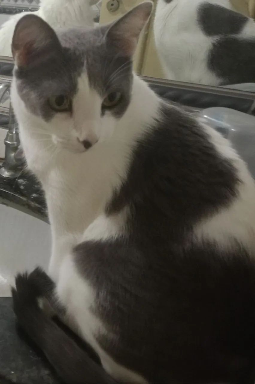 Doação Consciente 2 Gatinhos - Foto 4