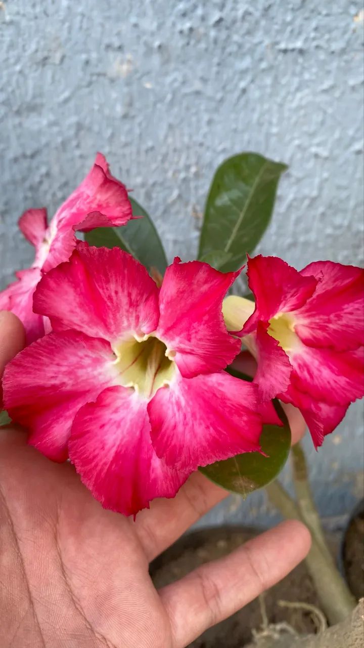 Rosas do deserto - Foto 3